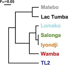 Population tree